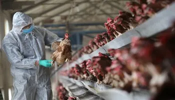 Khuyến cáo du khách không đến vùng có dịch cúm H7N9