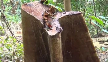 Yêu cầu 3 tỉnh kiểm tra phản ánh việc chặt phá rừng