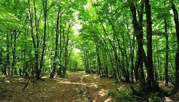 Phát triển rừng gắn với tái cơ cấu ngành lâm nghiệp