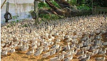 Thêm tỉnh Quảng Trị tái phát cúm gia cầm H5N6  