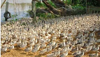 Thêm tỉnh Quảng Trị tái phát cúm gia cầm H5N6  