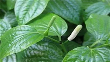 Bài thuốc Nam đơn giản hỗ trợ điều trị đau thần kinh tọa