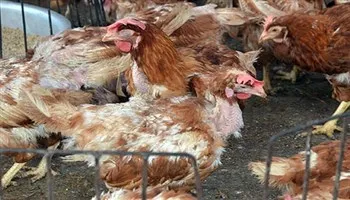 Thêm tỉnh Hậu Giang tái phát cúm gia cầm H5N1