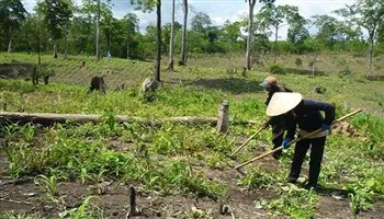 Kiểm soát chặt chẽ việc chuyển mục đích sử dụng đất lâm nghiệp