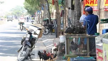 TPHCM ban hành kế hoạch hành động phòng, chống dịch cúm A (H7N9)