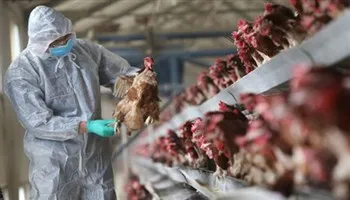 Vĩnh Long: Tiêu hủy hơn 3.000 con gà nhiễm cúm gia cầm H5N1