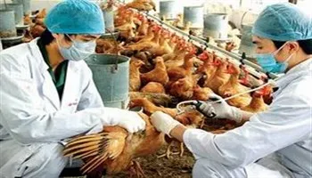 Giám sát chặt chẽ khách nhập cảnh vào Việt Nam để phòng cúm A/H7N9