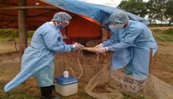 Cần Thơ tái phát cúm gia cầm H5N1