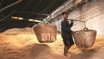 Nghiên cứu, sản xuất, ứng dụng silica và nano silica từ trấu