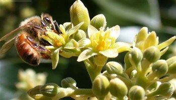 Chăm sóc cây bơ giai đoạn làm bông  