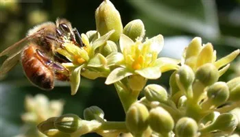 Chăm sóc cây bơ giai đoạn làm bông