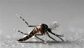 Nghiên cứu dùng virus Zika để điều trị ung thư não