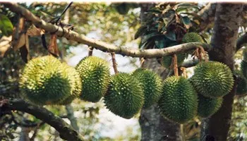 Kỹ thuật chăm sóc và phục hồi vườn sầu riêng sau thu hoạch