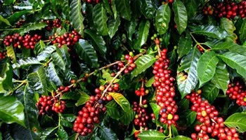 Các chất trung vi lượng quyết định năng suất cà phê tăng hay giảm?