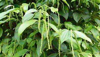 Bón phân như thế nào để cây tiêu ra hoa và đậu quả tốt? 