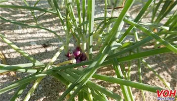 Trồng hành trên đảo Lý Sơn