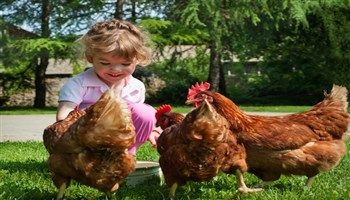 Mỹ cảnh báo cẩn thận lây bệnh do vi khuẩn salmonella từ gà
