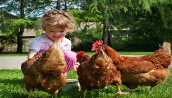 Mỹ cảnh báo cẩn thận lây bệnh do vi khuẩn salmonella từ gà
