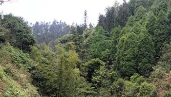 Bảo vệ và phát triển rừng là yêu cầu cấp thiết