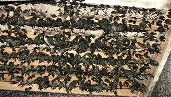 Ra mắt Chi hội Nhà yến Việt Nam