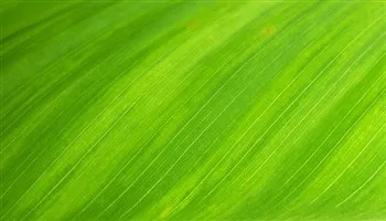 Tại sao màu xanh quan trọng cho cuộc sống?