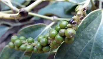 Bón phân giai đoạn cây tiêu ra hoa