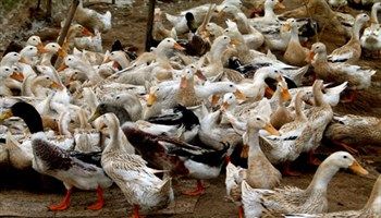 Cúm gia cầm H5N1 tái phát tại tỉnh Hà Nam