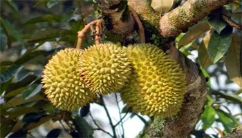 Dinh dưỡng cho sầu riêng sau thu hoạch