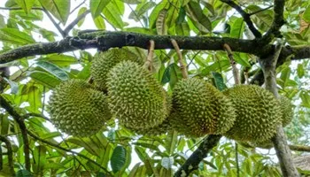 Phòng trừ sâu bệnh trên sầu riêng sau thu hoạch