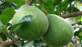 Kỹ thuật bón phân cho bưởi da xanh giai đoạn mang trái