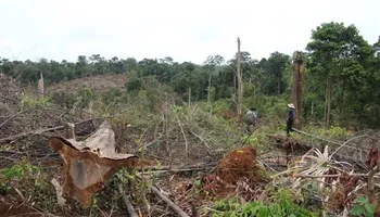 Kiểm tra, xử lý nghiêm hành vi phá hoại rừng tự nhiên