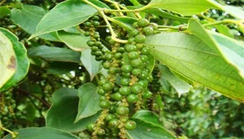 Phòng trừ sâu bệnh trên cây hồ tiêu giữa mùa mưa