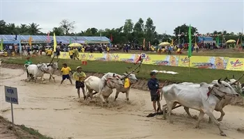 Sôi nổi đua bò Bảy Núi, An Giang