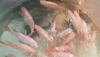 Giá cả thị trường hôm nay 23/10: Cá Diêu hồng 50 ngàn đồng/kg