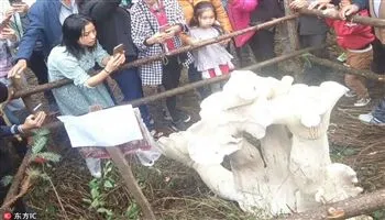 Cây nấm “ngoài hành tinh” cao gần 1 mét
