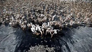 Israel chuẩn bị hàng tấn cá đón chờ bồ nông di cư