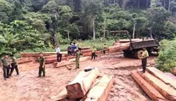 Kiểm điểm tập thể, cá nhân vụ khai thác gỗ trái phép tại Đắk Lắk