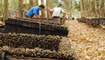 Mật ong Việt Nam vào thị trường châu Âu: phải nâng cao chất lượng