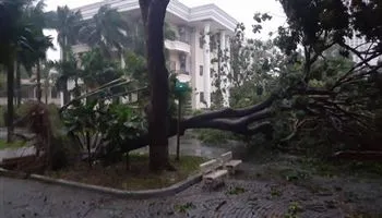 Bão số 12 đã vào đất liền: nhiều cây cối ngã đổ, nhà cửa tốc mái