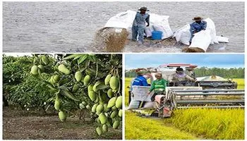 Phát triển bền vững ĐBSCL: Ưu tiên thủy sản, cây ăn trái, lúa
