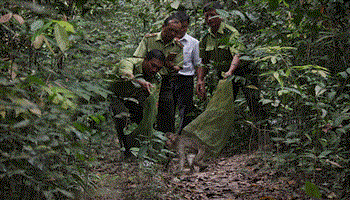 Năm 2017, 28 cá thể động vật quý, hiếm được cứu hộ tại Bắc Giang