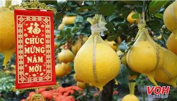 Bưởi cảnh, cúc Tết đã được bán rần rần tại TPHCM
