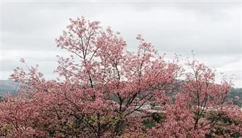 Hôm nay khai hội hoa Mai Anh Đào 2018