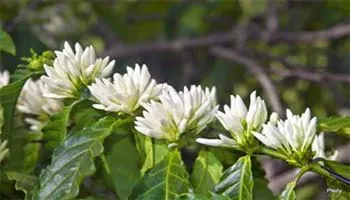 Chăm sóc cà phê khi thời tiết bất lợi