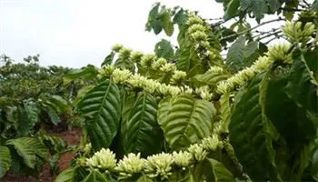 Chăm sóc cà phê giai đoạn phân hóa mầm hoa