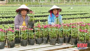 Làng hoa Sa Đéc: Muôn hoa khoe sắc đón Tết về