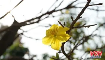 TPHCM: Giá mai Tết năm nay sẽ không tăng