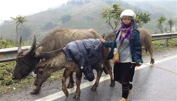 Công điện của Thủ tướng về phòng, chống rét đậm, rét hại