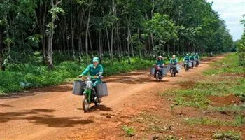 Tập đoàn Cao su dự kiến lên HOSE vào tháng 6/2018