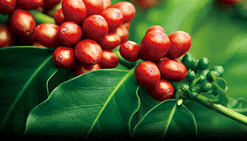 Chăm sóc cà phê mùa khô